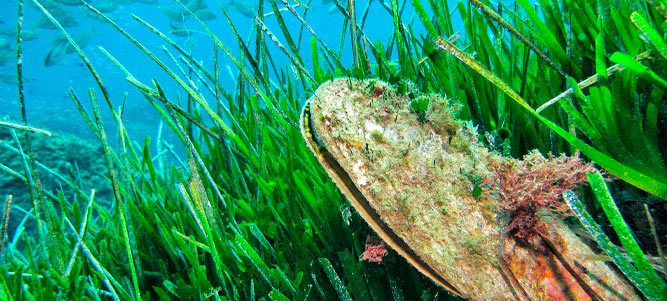 fondo marino de Formentera fotografía del fondo marino de Formentera